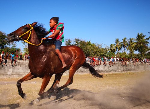 Sumba, Waingapu courses de chevaux